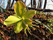 71 Ellebori (Helleborus niger) in fruttescenza